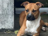 Adoption disponible : chien Boxer marron et blanc