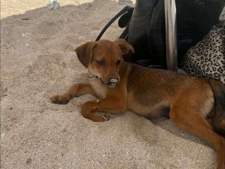 Chiot mâle de 4 mois à la recherche d’une famille