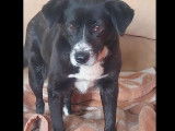 Prête pour l’adoption, chienne noire avec marque blanche