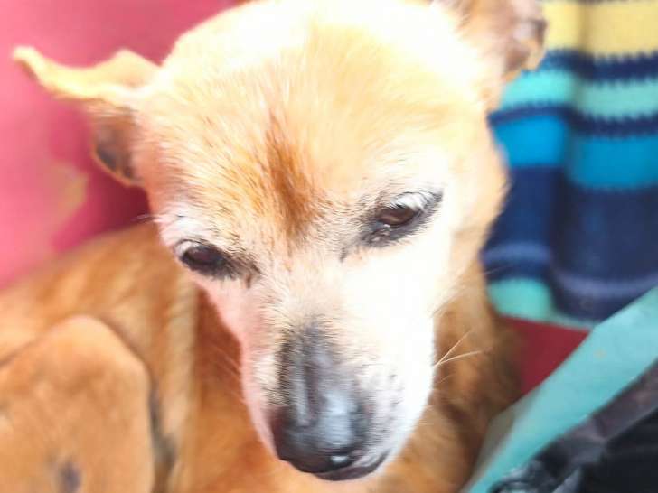 À la recherche d’un foyer, chienne Pinscher Nain de 4 ans