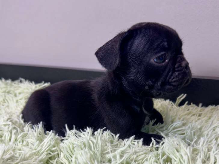 Chiots Bouledogue Français à vendre