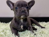 Chiots Bouledogue Français à vendre