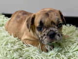 Chiots Bouledogue Français à vendre