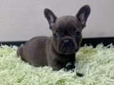 Chiots Bouledogue Français à vendre