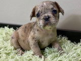 Chiots Bouledogue Français à vendre