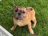 Chiots Bouledogue Français à vendre