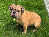 Chiots Bouledogue Français à vendre