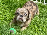 Chiots Bouledogue Français à vendre