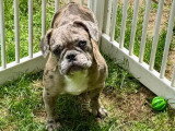 Chiots Bouledogue Français à vendre