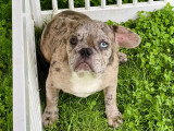 Chiots Bouledogue Français à vendre