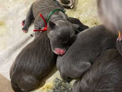 Chiots American Staffordshire Terrier bleus &agrave; vendre