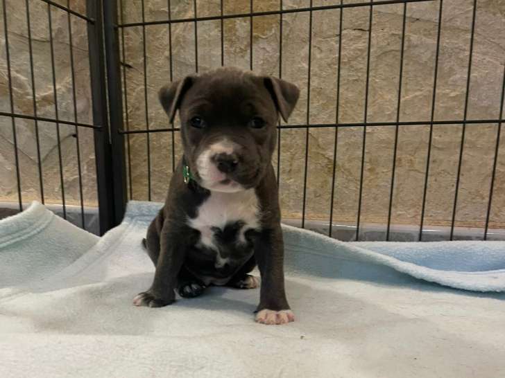 Femelle disponible 2k390 1 mois