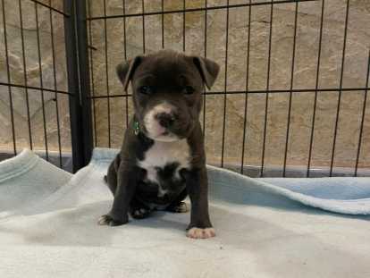 Femelle disponible 2k390 1 mois