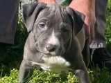 Chiots American Staffordshire Terrier bleus à vendre