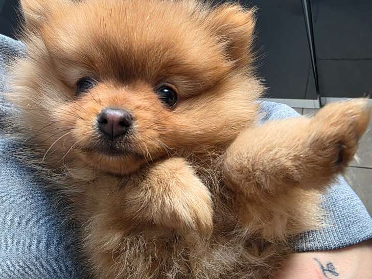 Chiens Loulou de Poméranie à vendre