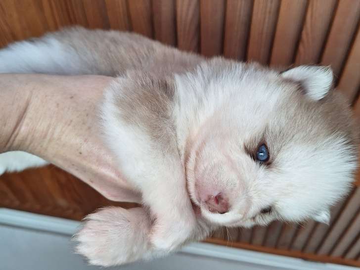 Chiots Pomsky à réserver