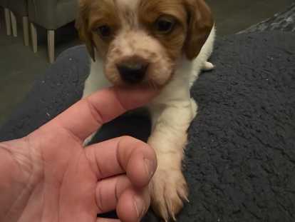 Magnifiques chiots &Eacute;pagneul Breton &agrave; vendre