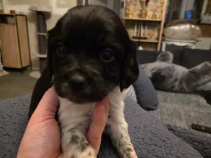 Magnifiques chiots Épagneul Breton à vendre