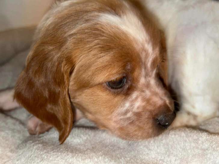 Disponibles rapidement Magnifiques chiots Épagneul Breton à vendre