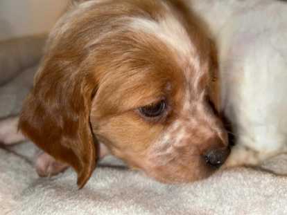 Disponibles rapidement Magnifiques chiots Épagneul Breton à vendre