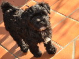 Chiots Terrier Tibétain LOF à vendre