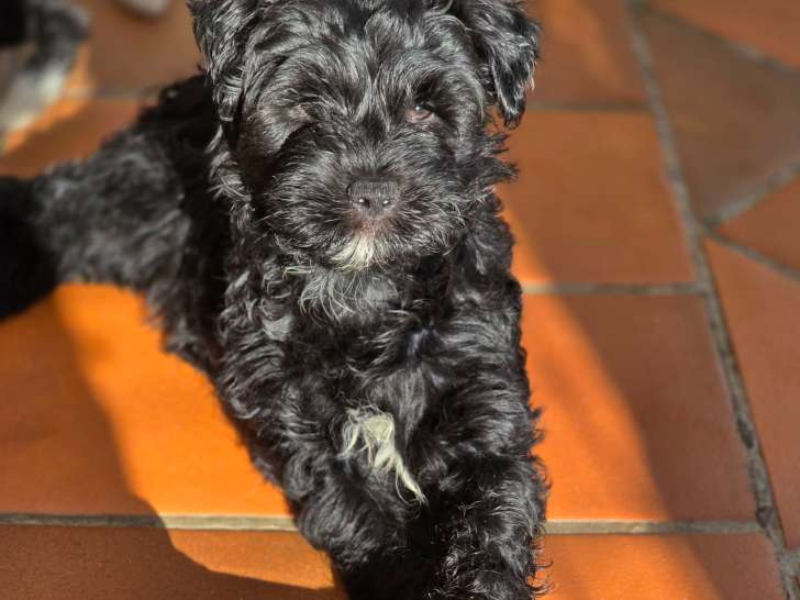 Chiots Terrier Tibétain LOF à vendre