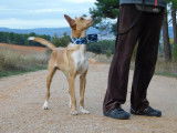 Piper, Podenco de 1 an &agrave; adopter en association