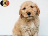 Joyeux chiots Cockapoo pleins de douceur &agrave; vendre