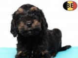 Joyeux chiots Cockapoo pleins de douceur &agrave; vendre