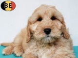Joyeux chiots Cockapoo pleins de douceur &agrave; vendre