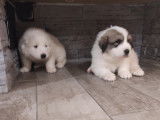 Chiots Montagne des Pyr&eacute;n&eacute;es &agrave; vendre