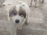 Chiots Montagne des Pyrénées à vendre