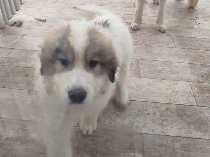 Chiots Montagne des Pyrénées à vendre