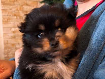 Ravissant chiot femelle Spitz Allemand &agrave; vendre