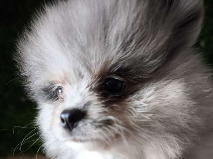 Ravissant chiot  Spitz Allemand à vendre