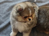 Petits chiots Loulou de Pom&eacute;ranie &agrave; vendre