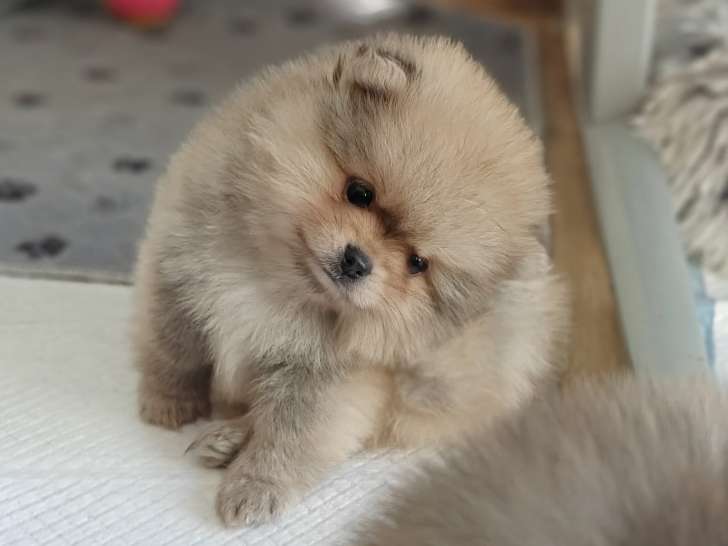 Petits chiots Loulou de Pom&eacute;ranie &agrave; vendre