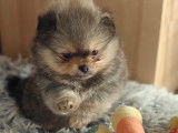 Petits chiots Loulou de Poméranie à vendre