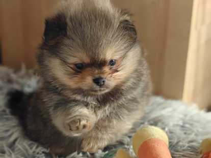 Petits chiots Loulou de Poméranie à vendre