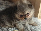 Petits chiots Loulou de Poméranie à vendre