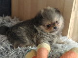 Petits chiots Loulou de Poméranie à vendre