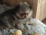 Petits chiots Loulou de Poméranie à vendre