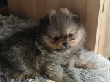 Petits chiots Loulou de Poméranie à vendre