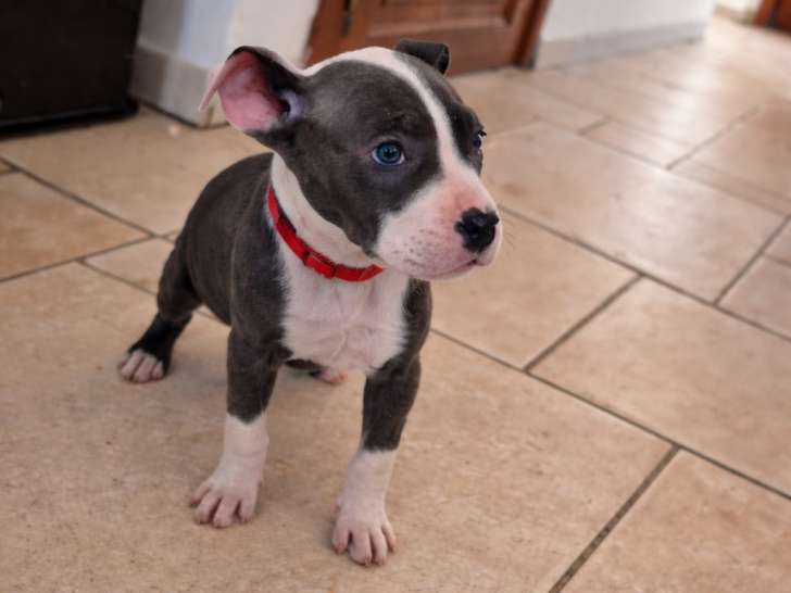 Magnifiques chiots Amstaff XL à vendre