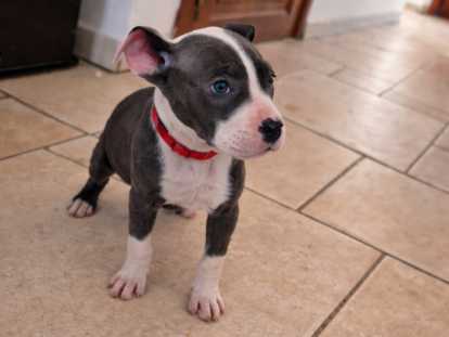 Magnifiques chiots Amstaff XL à vendre