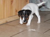 3 chiots m&acirc;les Parson Russel disponibles