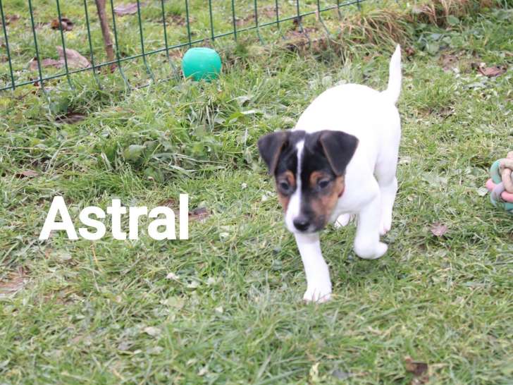 2 chiots mâles Parson Russel disponibles