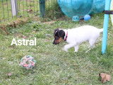 2 chiots mâles Parson Russel disponibles