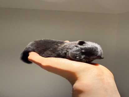 Chiots femelles Spitz Nain &agrave; r&eacute;server