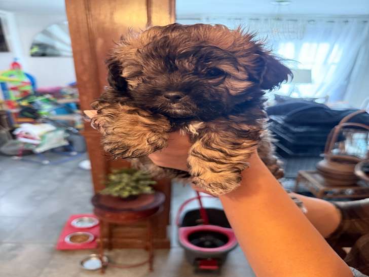 Chiots Yorkshire croisés Shih Tzu à vendre (négociable)